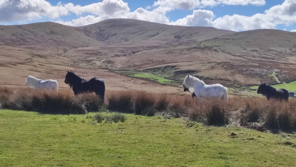 Wildscapes Retreat and Camping Fell Ponies